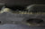 MerCruiser 470 3.7L 4cyl Intake Manifold 76328A2 89953A2 1976-1989 170hp 165hp