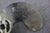 Champion Outboard Michigan Wheel Prop Propeller P-90 152019 46-53 P90 8 X 5 1/2" - NLA Marine